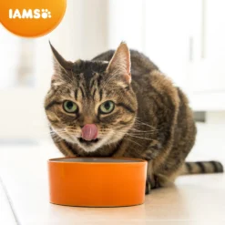 Iams For Vitality Dental Care With Chicken Adult Dry Cat Food - 10kg By Iams -Cat's Store Iams for Vitality Dental Care With Chicken Adult Dry Cat Food 10kg 5