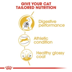 Royal Canin Feline Adult Bengal Dry Cat Food - 10kg By Royal Canin -Cat's Store Royal Canin Feline Adult Bengal Dry Cat Food 10kg 6