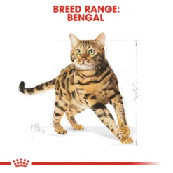 Royal Canin Feline Adult Bengal Dry Cat Food - 10kg By Royal Canin -Cat's Store Royal Canin Feline Adult Bengal Dry Cat Food 10kg 7
