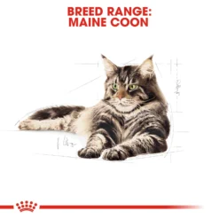 Royal Canin Maine Coon Adult Dry Cat Food - 4kg By Royal Canin -Cat's Store Royal Canin Maine Coon Dry Adult Cat Food 4kg 7